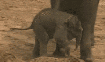 baby kick GIF