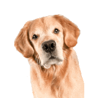 Golden Retriever What Sticker
