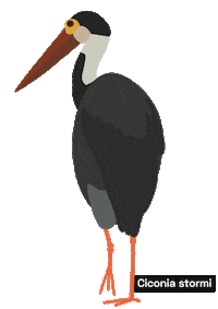 Bird Fly Sticker