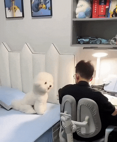 cuteanimalland giphyupload GIF