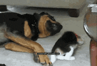 fight beagle GIF