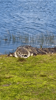 Enormous Crocodile Sunbathes by Pond