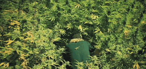 marijuana GIF