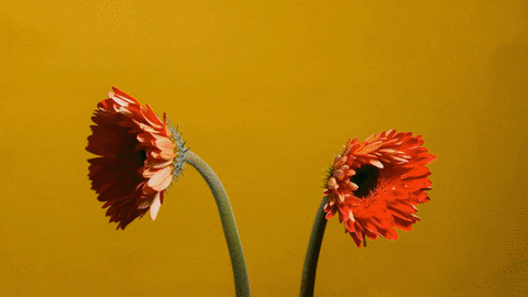 philiphodges giphyupload GIF