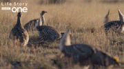 bbc one bird GIF by BBC
