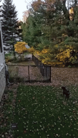 'Tough Dog' Stares Down Deer 'Twice Her Size' From Across a Fence