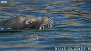 bbc one oceans GIF by BBC