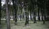 forest GIF by hateplow