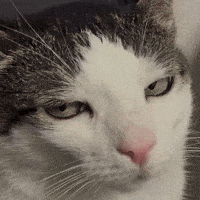 Cats Judging GIF