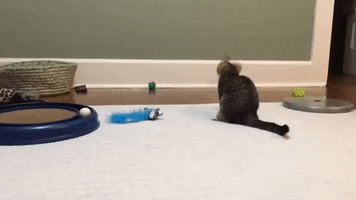 These 11-Week-Old Kittens Love to Mess Around