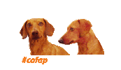Meme Sticker by Cofap