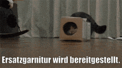 unsereoebb cat katze oebb weltkatzentag GIF