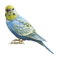 Party Bird Sticker by jOnNy'S wOrLd