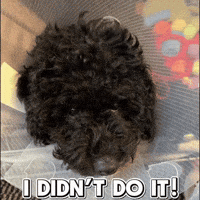 Black Dog GIF