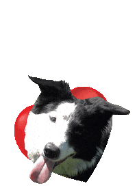 dog love Sticker by Tales&Tails