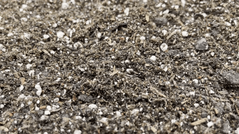 Jacobmargolis giphyupload GIF