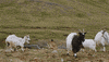 hbo GIF by Game of Thrones
