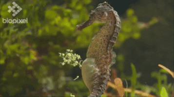 seahorse ejecting GIF