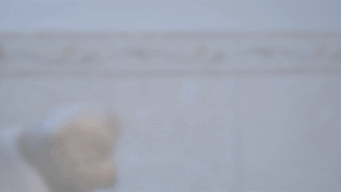 drawing bear GIF by Zackary Rabbit