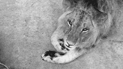 lion GIF