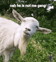 Wvish GIF