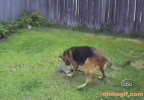 karma GIF