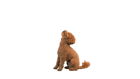 Mokiderpudel giphyupload poodle toypoodle moki Sticker