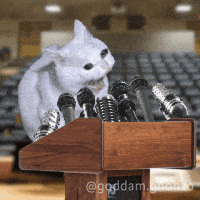 Scared Cat GIF