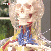 People Skeleton GIF by TRT