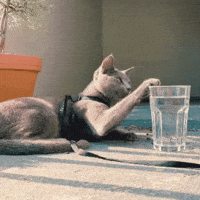 ekekeklunagarcia cats kitty oops meow GIF