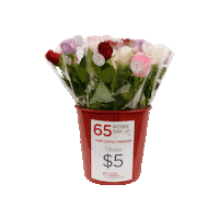 Western Australia Rose Sticker by Cystic Fibrosis WA