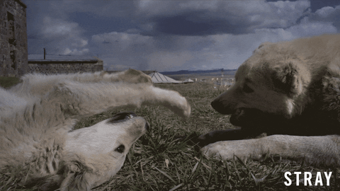 Dogs Love GIF by Magnolia Pictures