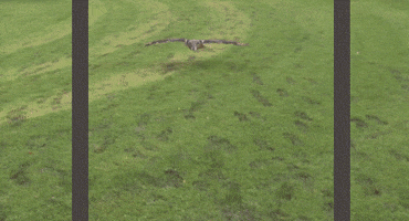 yah GIF