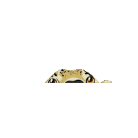 Panthera Onca Jaguar Sticker by Orelha de Onça
