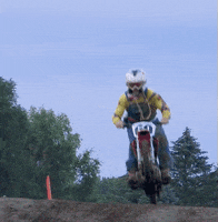 pitviper  GIF