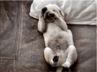 dogs monday GIF