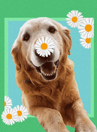 Camiladc88 digitalart visualart digitalcollage animatedphotography GIF