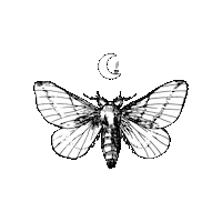 PlanetShack witch moth green witch candle magick Sticker
