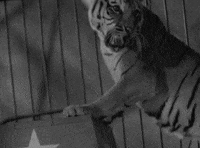 classic film oshaughnessys boy GIF by Warner Archive