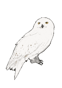 Harry Potter Art Sticker