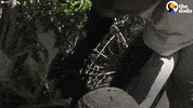 african penguin GIF by The Dodo