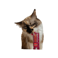 Cat Sticker