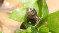 Fire Frog