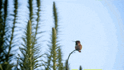 Fly Tick GIF by PBS Digital Studios