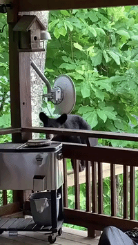 'I Hate to Yell at You': Lady Shoos Bear Cub From Deck