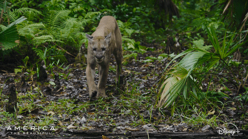 America Walk GIF by Nat Geo Wild