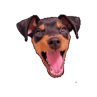 Dog Sticker