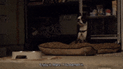 Tron Legacy Dog GIF by Goldmaster