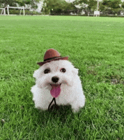Dog Puppy GIF