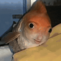Gold Fish Funny Meme GIF